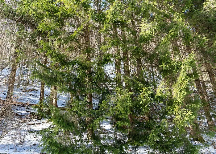 11 - семейна почивка в сърцето на балкана